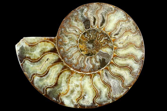 Cut Ammonite Fossil (Half) - Agatized #125565